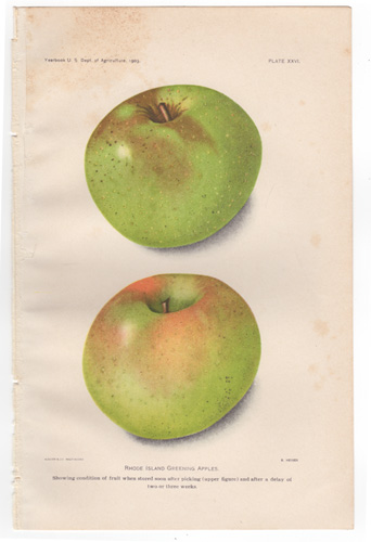 Rhode Island Greening Apples